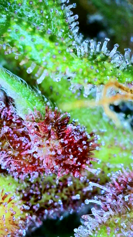 flipped to flower — flower, day 45