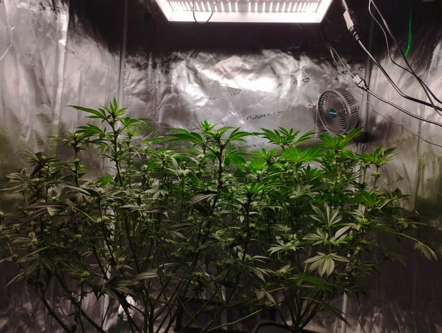First Grow - - - Hydroponic - - - Roswell Code (2 plants)  — flower, day 22