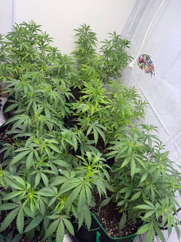 indoor tent  — vegetative, day 16