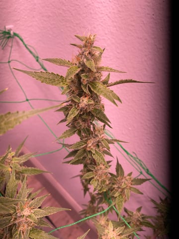 pineapple Express  — flower, day 31