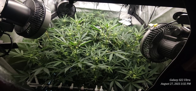 Found my Females... Game On! — flower, day 148