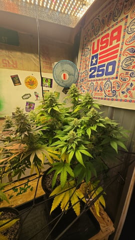 2nd Grow Sesh