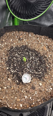 Mixed up Atlas Reserve — seedling_rooting, day 9
