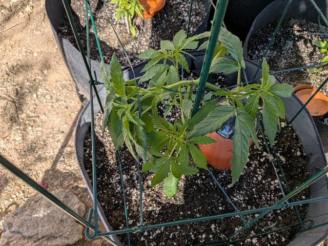 October Start — vegetative, day 50