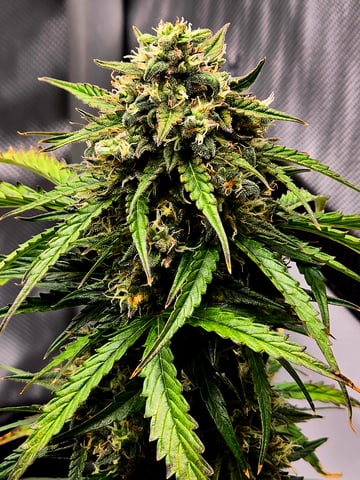 Homegrown - 🍒 🥧 & GSC Auto, 🚀 Seeds 🍌 Buttercups  — flower, day 63