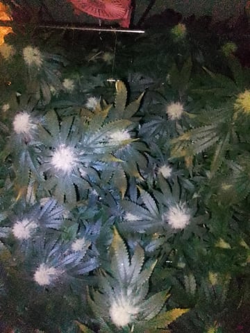 If it's Loose it's got to be a Unicorn.. — flower, day 47