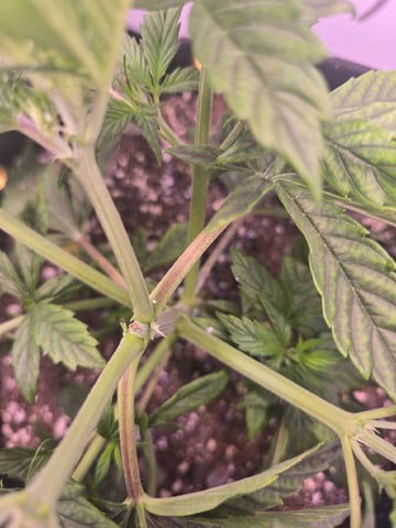 1st Auto Grow (LSD + BrB) - 1st indoor Grow — vegetative, day 25