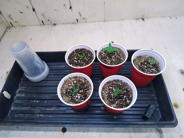 garage set up — seedling_rooting, day 16