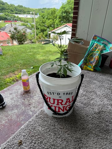 •Freedom Grow• — vegetative, day 34