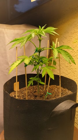 Next attempt  — flower, day 16