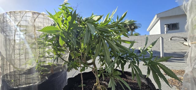 CzechsMex 2.0 — vegetative, day 153