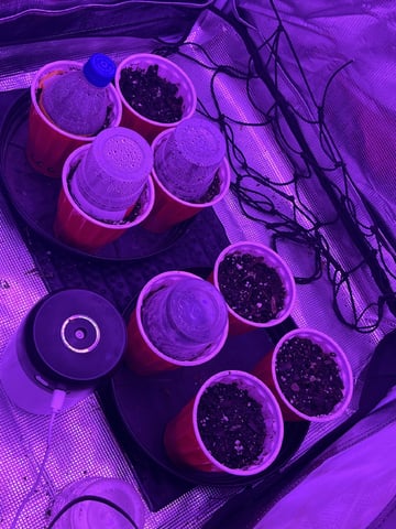 New Photos  — seedling_rooting, day 5