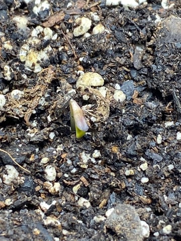 Gorilla Melon — seedling_rooting, day 3