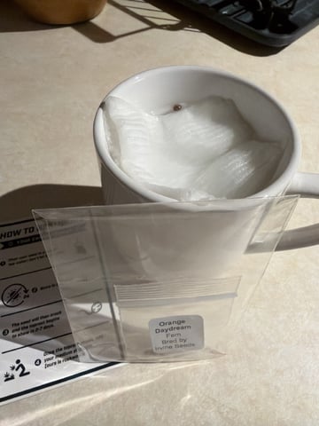 Orange Daydream — germination, day 1