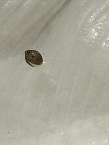 Orange Daydream — germination, day 5