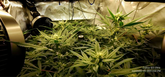 Found my Females... Game On! — flower, day 157