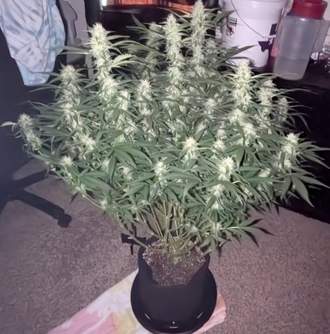Strawberry Cheesecake Seedsman Seeds Autoflowers x2 — flower, day 70