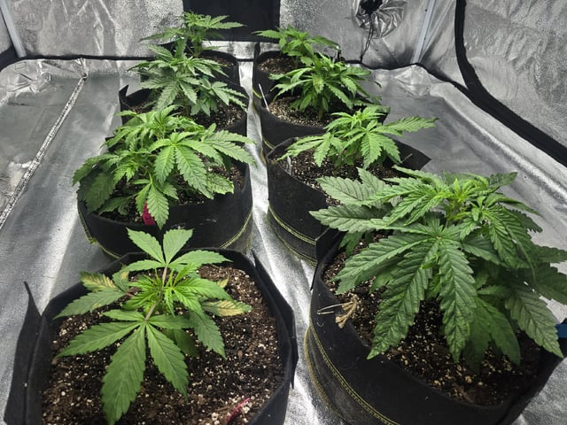 Autos AGAIN — vegetative, day 28