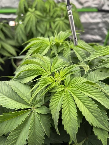 Phx_Freedom — vegetative, day 19