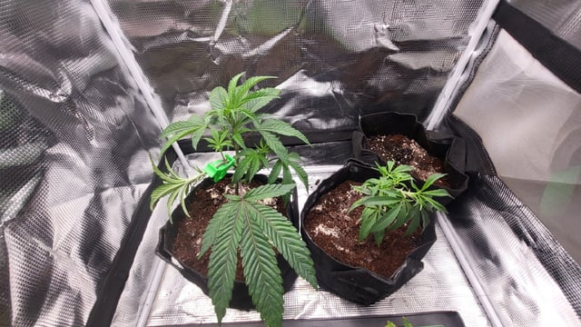 2x2x4 — vegetative, day 43