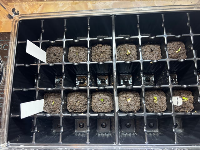 Mixed Freebies — germination, day 3