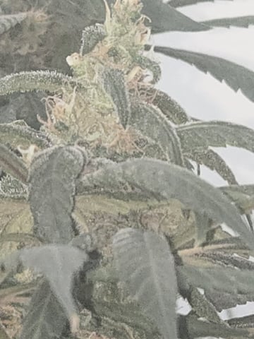 first grow second plant 