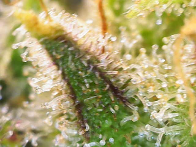 Grow 2 — flower, day 129