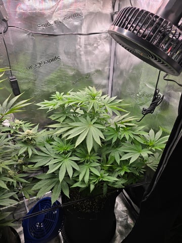 Northern lights #10 2nd plant (Selkies) — flower, day 46