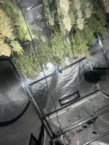 1st Ever Grow (GodFather OG) (Coco) — flower, day 147