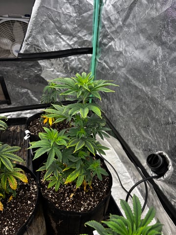 Mixed Freebies — vegetative, day 55