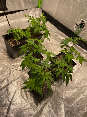 Clones GodFather OG Clones — vegetative, day 22