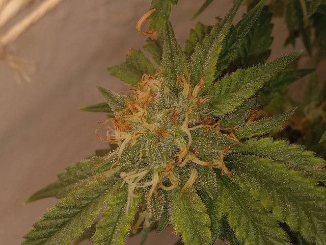 critical purple kush x peyote wifi  in the auto pot system tray 2 grow with added microhazian to the coco coir  — vegetative, day 23