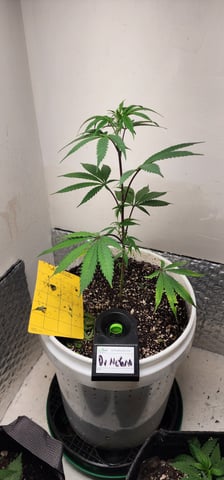 Orange cream pop and sour strawberry — vegetative, day 41