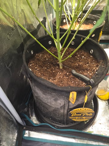 Gurilla Glue #4 × Samsquatch autos — flower, day 93