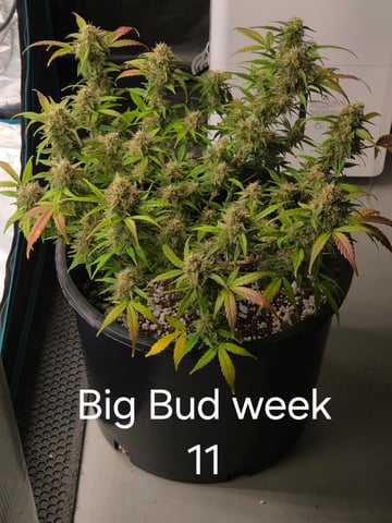 1st grow — flower, day 61