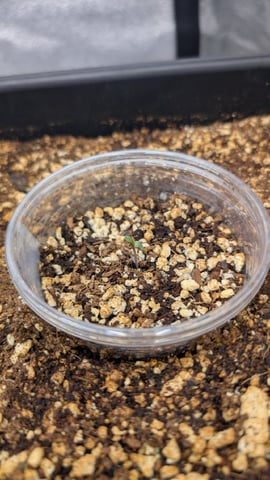 Grow 3 — germination, day 8
