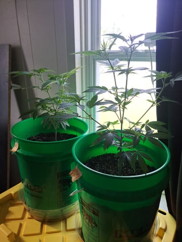 b1. — done, day 65