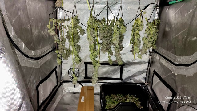 Blasted Genetics  — harvest, day 52