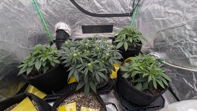 Perpetual Autoflower Mixed Grow #3 — germination, day 30