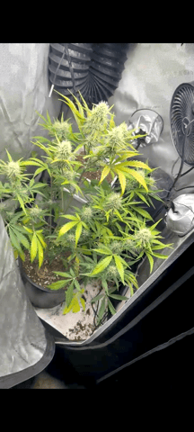 two clones and sour diesel  — flower, day 33