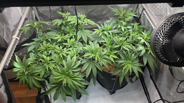Strawberry Sugar  — vegetative, day 53