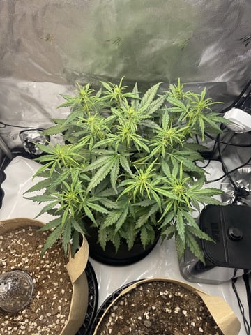 3x3 Grow — flower, day 8