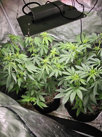 Jenny Kush photoperiod — flower, day 95