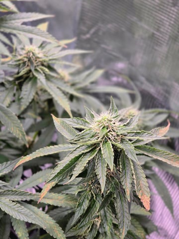 Northern lights #10 2nd plant (Selkies) — flower, day 74