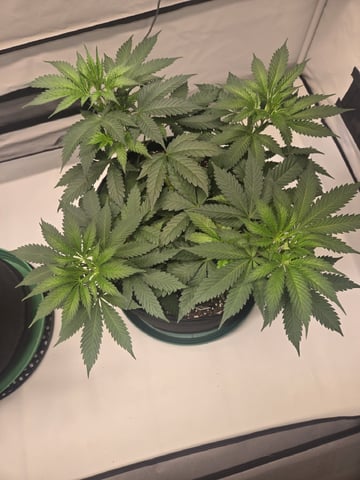Zoap & Mimosa x OrangePunch — vegetative, day 50