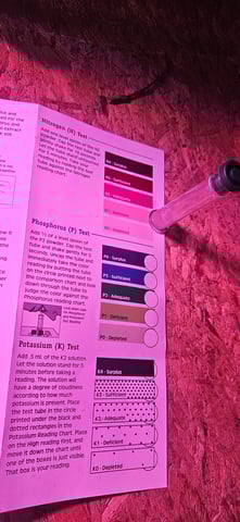 blue dream first grow  — seedling_rooting, day 1