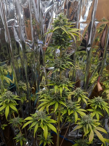 Mendo Frost / Gorilla Cookie / Banana Purple Punch  — flower, day 65