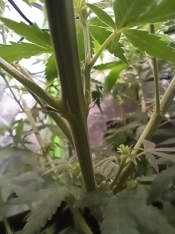 All Aboard!!! — flower, day 90