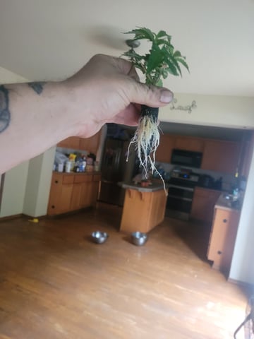 Making Crosses  — vegetative, day 70