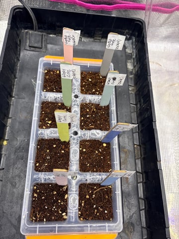 Grow #2 2x2x4 — germination, day 2